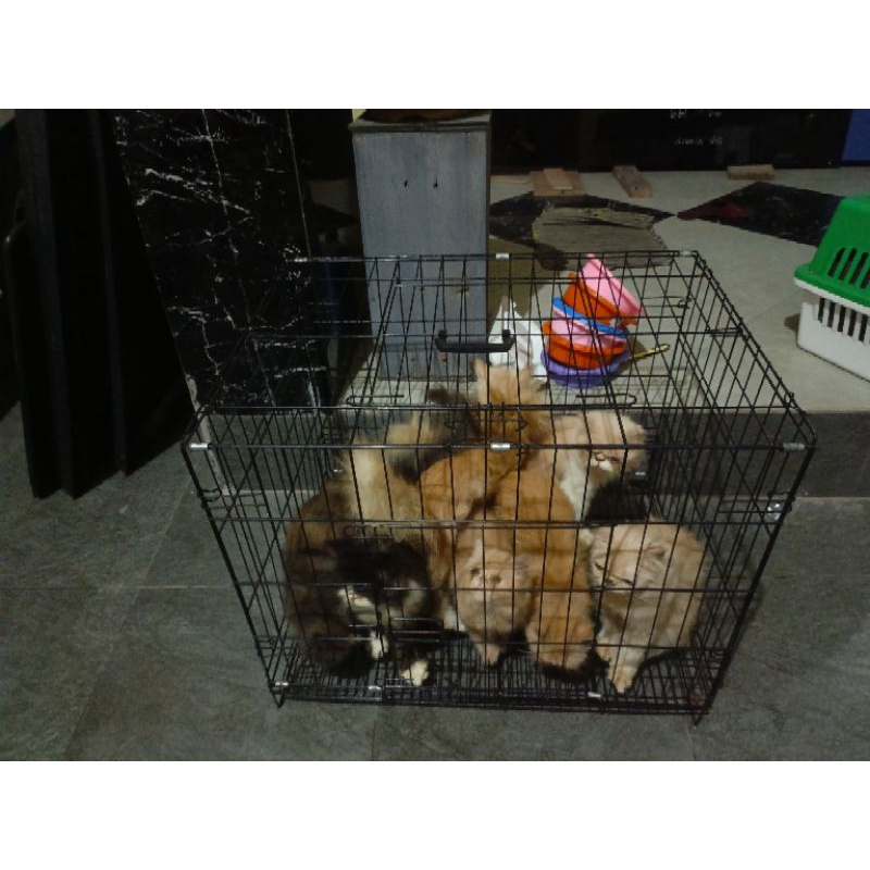 Kucing persia peaknose