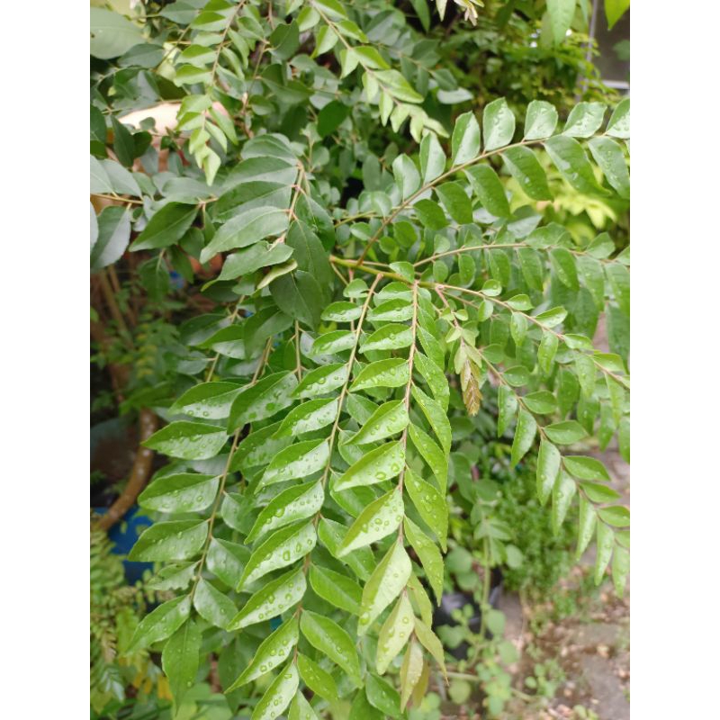 

Daun kari segar daun salam koja organik