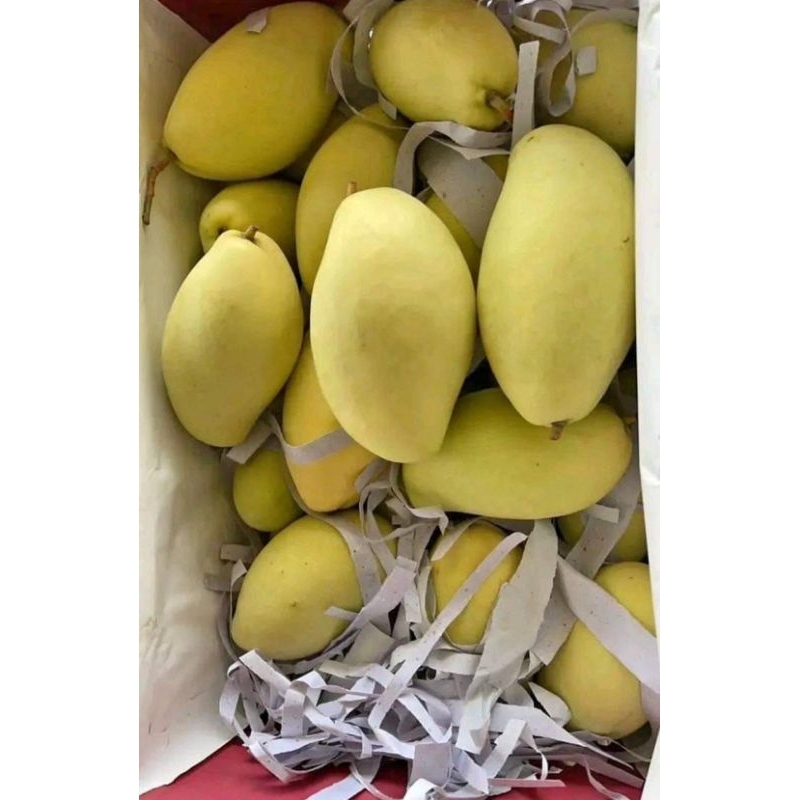 

Mangga Thailand dijamin bagus dan besat