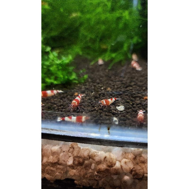 paket udang hias PRL caridina 10 ekor