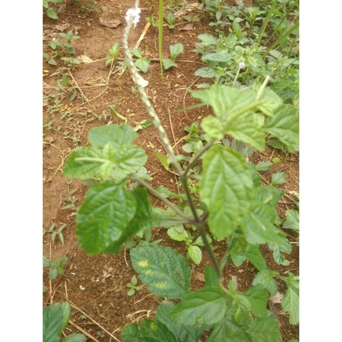 

Daun Jarong Daun pecut kuda Segar Herbal 500gr