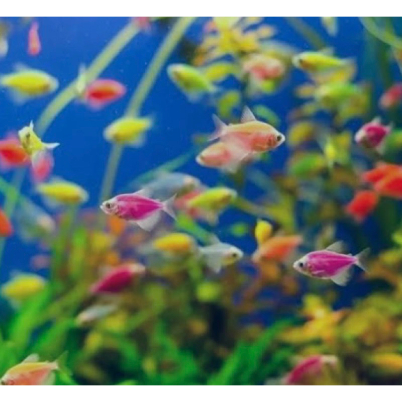 ikan glofish 5 ekor warna warni