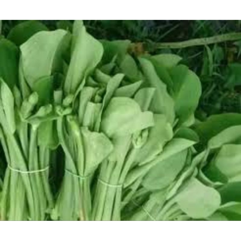 

1 ikat daun genjer
