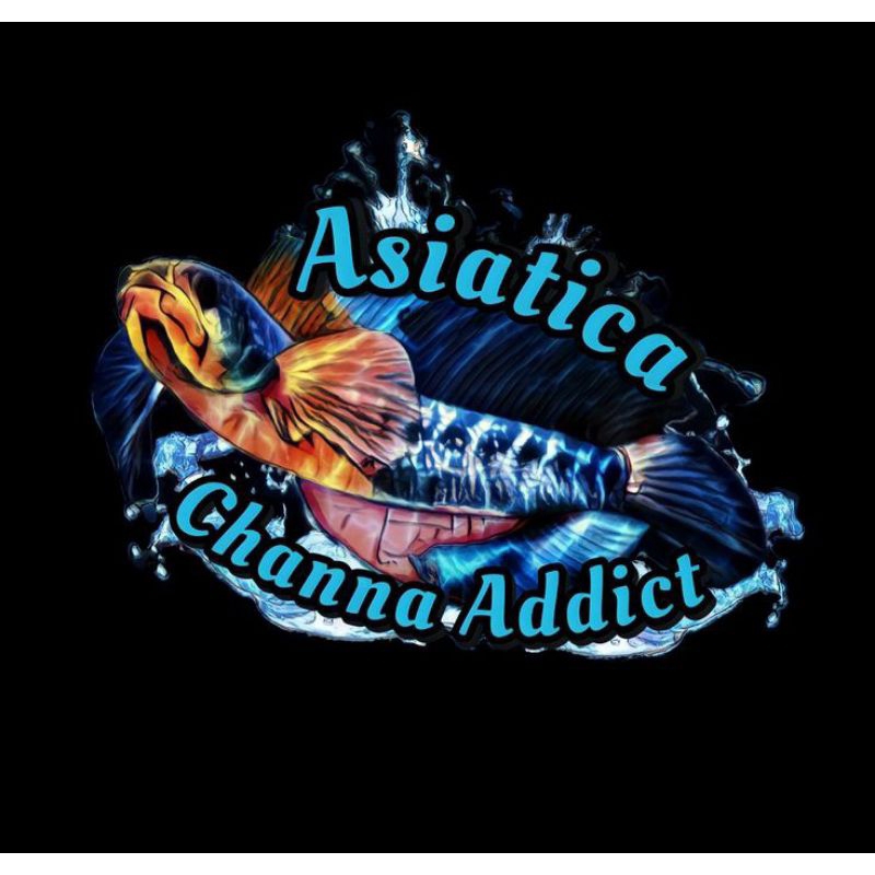 STKR ASIATICA WS 13-15CM