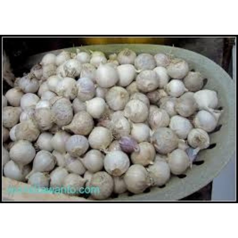 

bawang putih tunggal berat 500 grm ukuran kecil