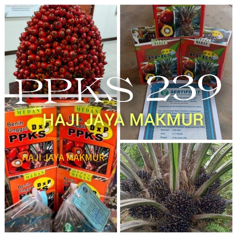 Bibit Benih Kecambah Sawit PPKS 239 asli Medan (250 butir)