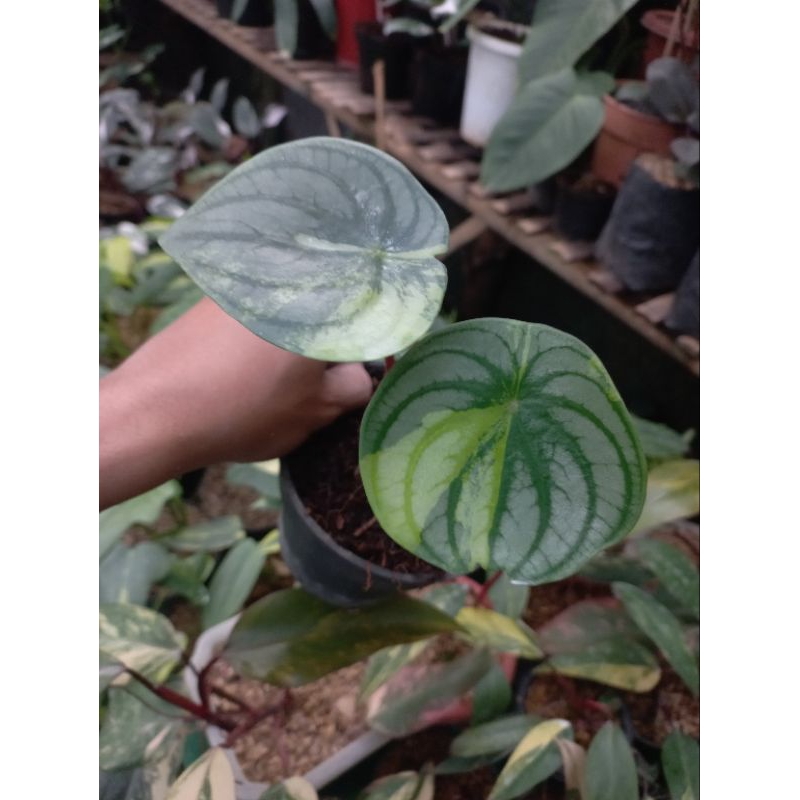Tanaman Hias Peperomia Watermelon Silver Variegata