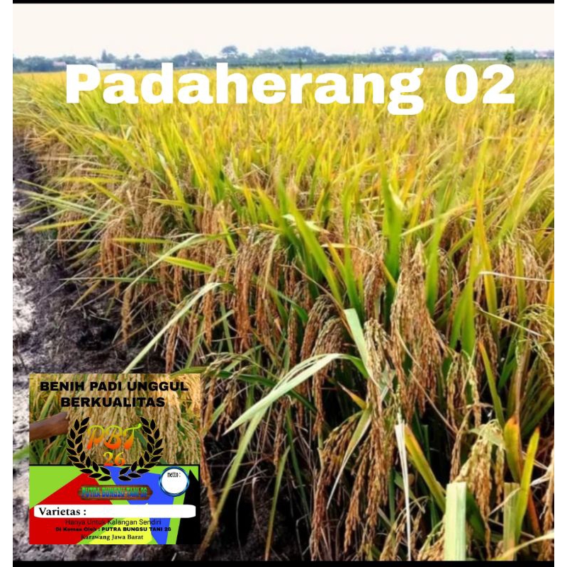 BENIH PADI PADAHERANG 02 KEMASAN 1KG