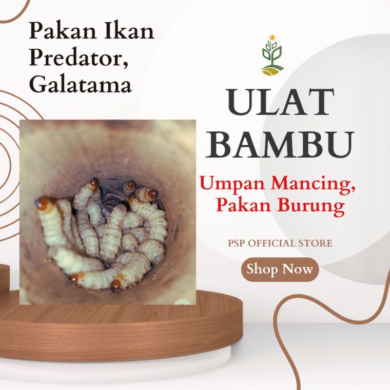 ULAT BAMBU HIDUP SEGAR ISI 20 EKOR | UMPAN MANCING, PAKAN BURUNG, PAKAN IKAN PREDATOR DLL #BERGARANS