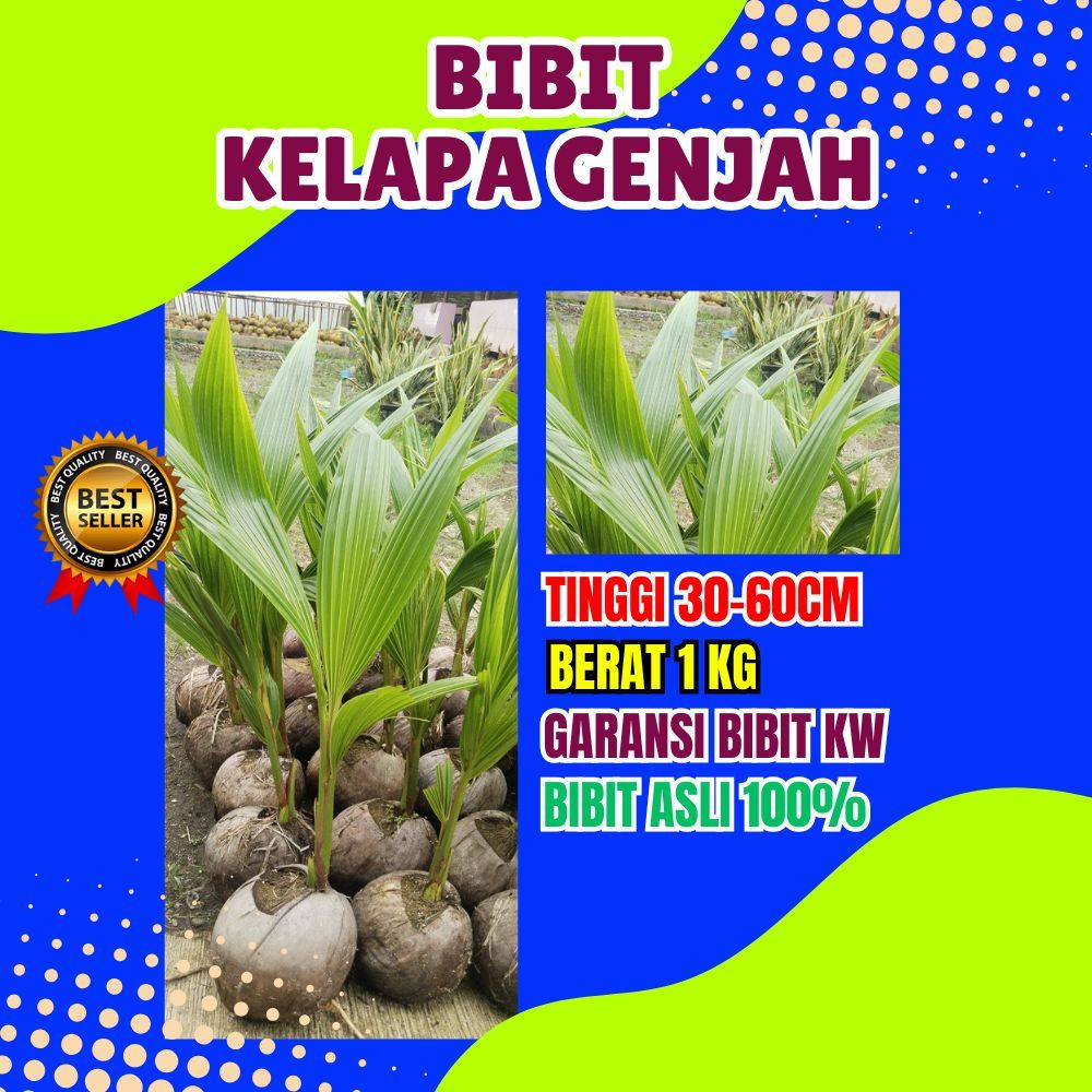 BIBIT UNGGUL.. Tanaman Kelapa Genjah Pandan Wangi