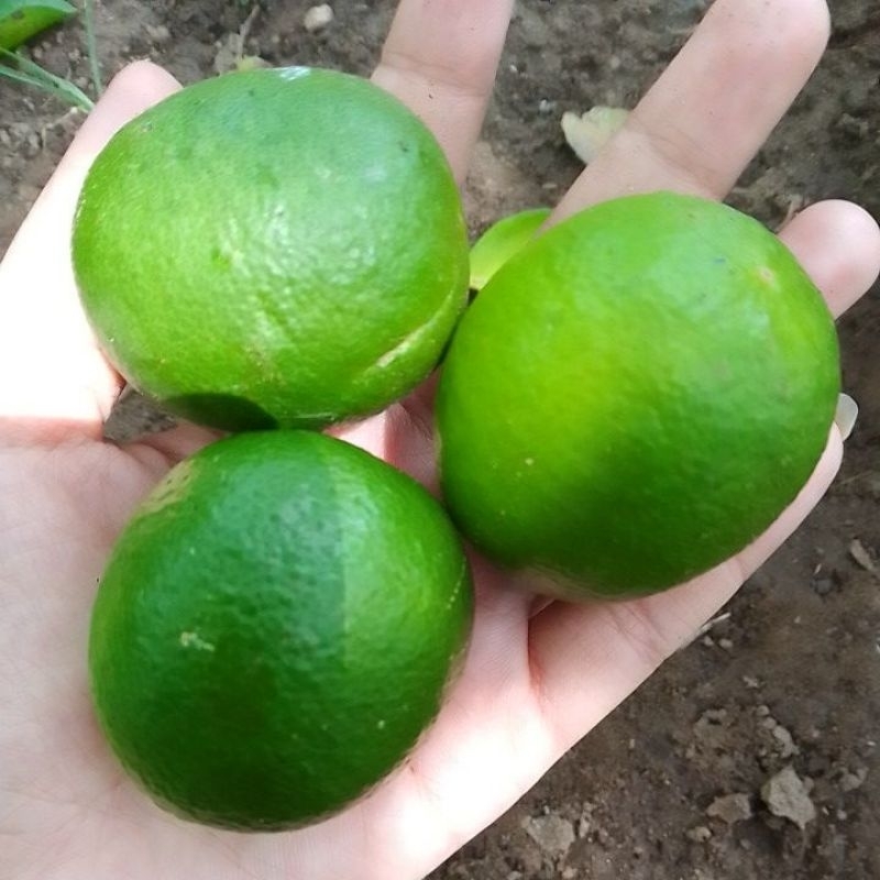 

jeruk nipis 1 kg