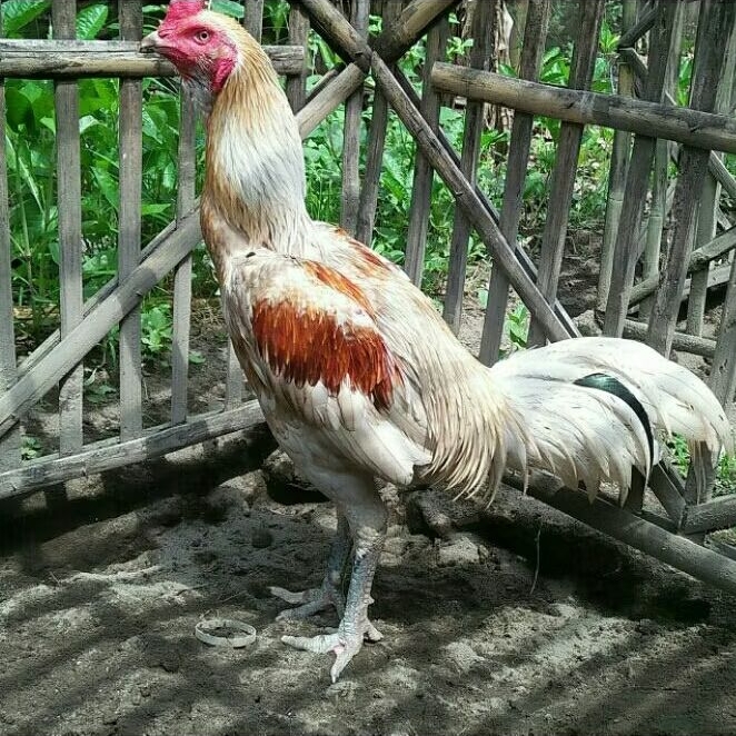 Telur Fertil Telur Tetas Ayam Aduan Plucker Cros Koyngon