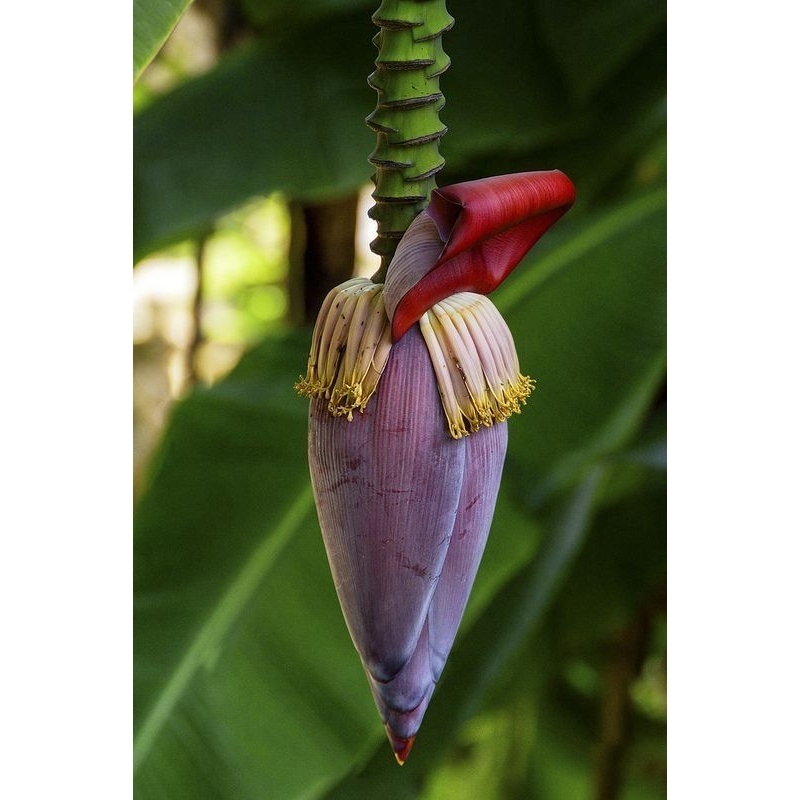 

Jantung pisang muli, sedap dan bergizi Cocok untuk berbagi olahan