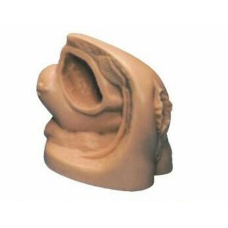 phantom kateter wanitai / reproduksi wanita