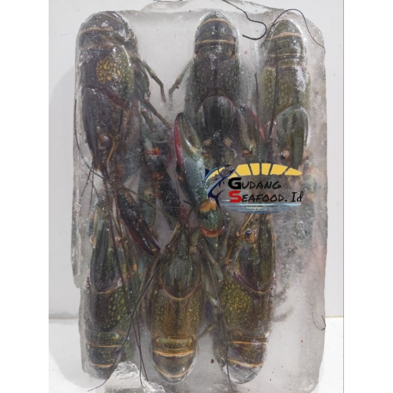 

UDANG LOBSTER 100-UP / PACK