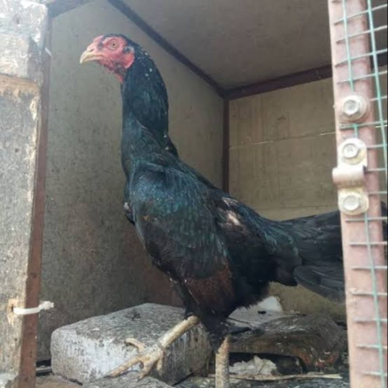

Babon AYAM KAMPUNG Asli Fresh dan Potong 1,8-2kg