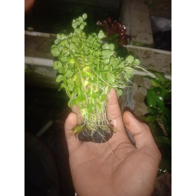 taneman rotala grin wabikusa aquarium