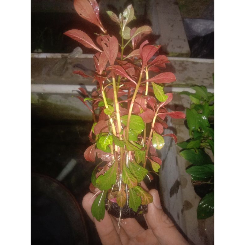 taneman ludwigia aquarium wabikusa
