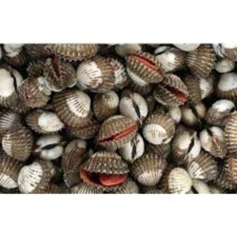 

kerang hidup segar 1kg