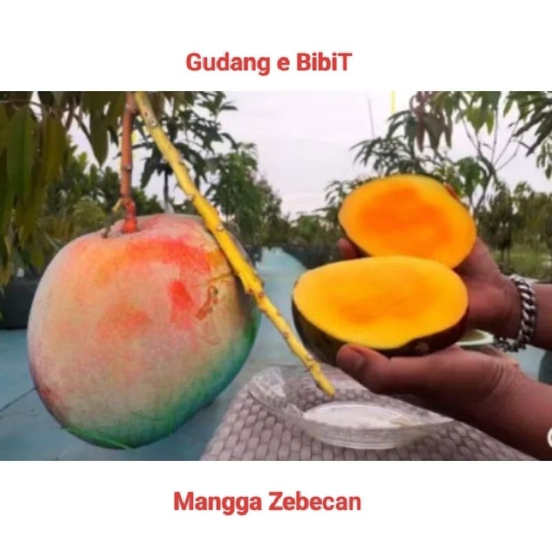Indukan Bibit Mangga Zebecan Super Jumbo Batang Besar