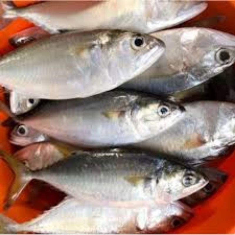 

ikan gembung kuring 500gram ikan segar