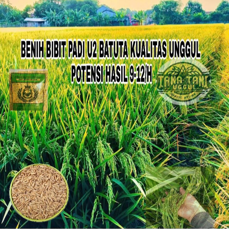 BENIH TANAMAN BIBIT PADI UB2 BATUTA KUALITAS UNGGUL 5KG