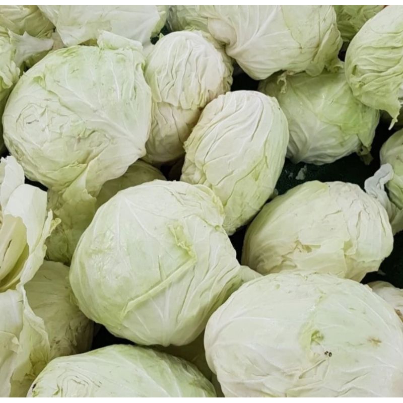 

sayur kol putih(500g)