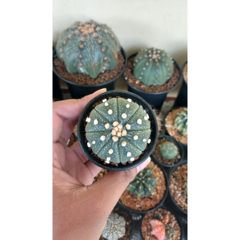 Astrophytum Asterias