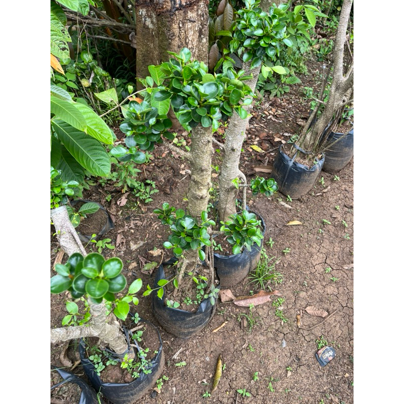 TERBARU BONSAI DOLAR MICRO TAMAN UK BESAR & TINGGI