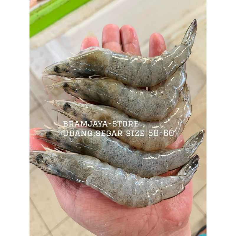 

Udang Fresh Sedang-Besar size50-60 Bisa Dikupaskan