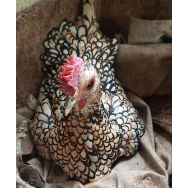 Ayam Kate Batik Italia Betina