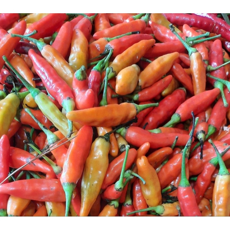 

Cabai Rawit Setan 250 gram