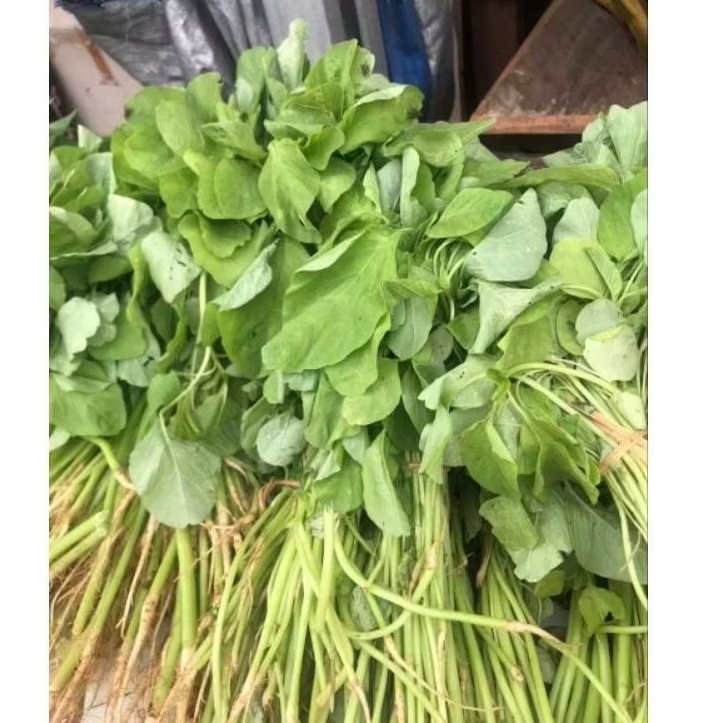

Bayam Hijau