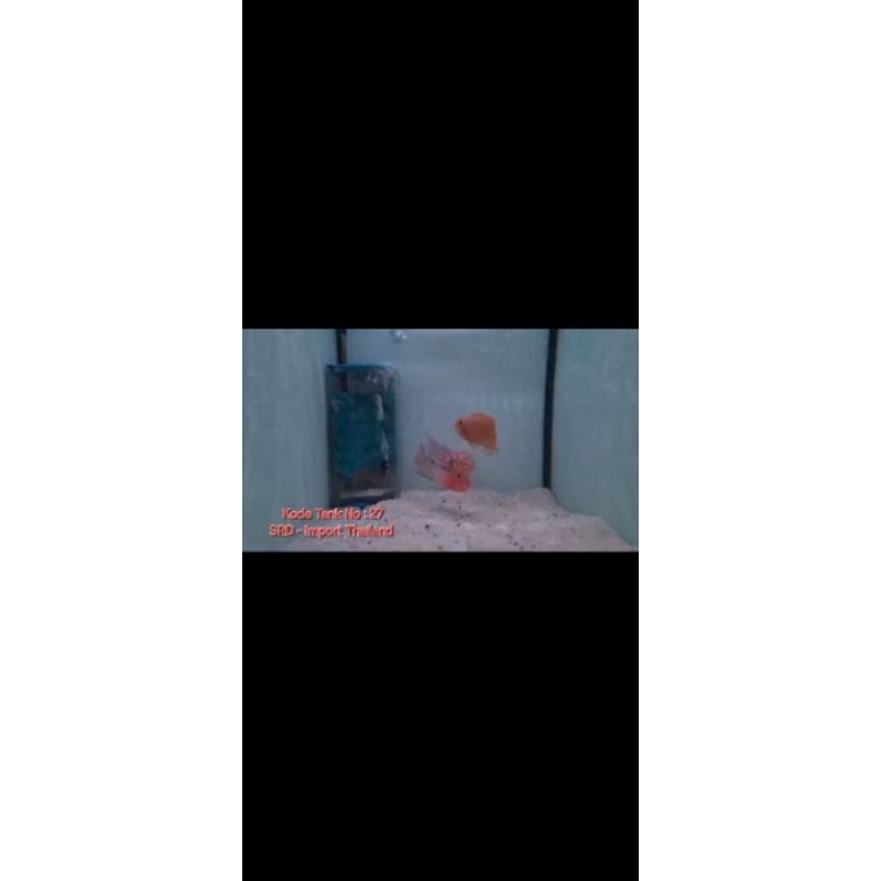 louhan SRD Import Thailand