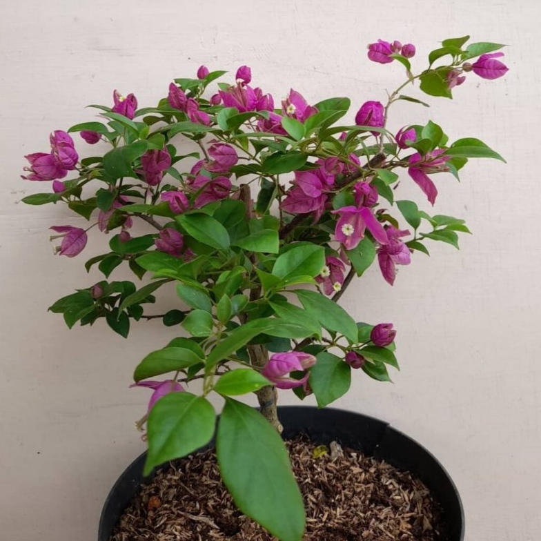 Bibit Tanaman Hias Bunga Kertas Bougenville Anggur Ungu ORIAN / Bugenvil Anggur Ungu / Bunga Cantik 