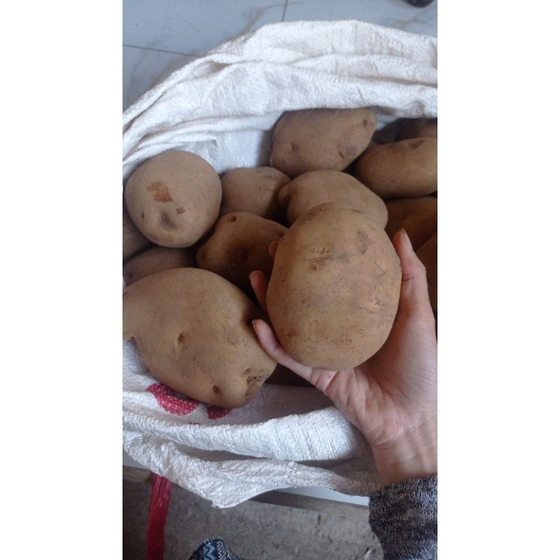 

Kentang Super (Ukuran Paling Besar)