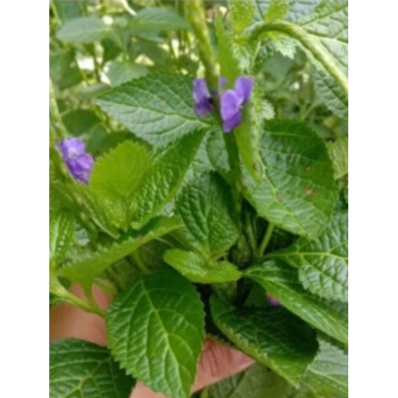 

daun jarong//daun pecut kuda// daun jarong, pecut kuda segar fresh