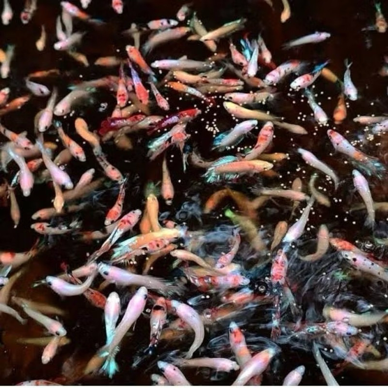 Burayak multy,avatar,rkc,koi,hm,ct mix