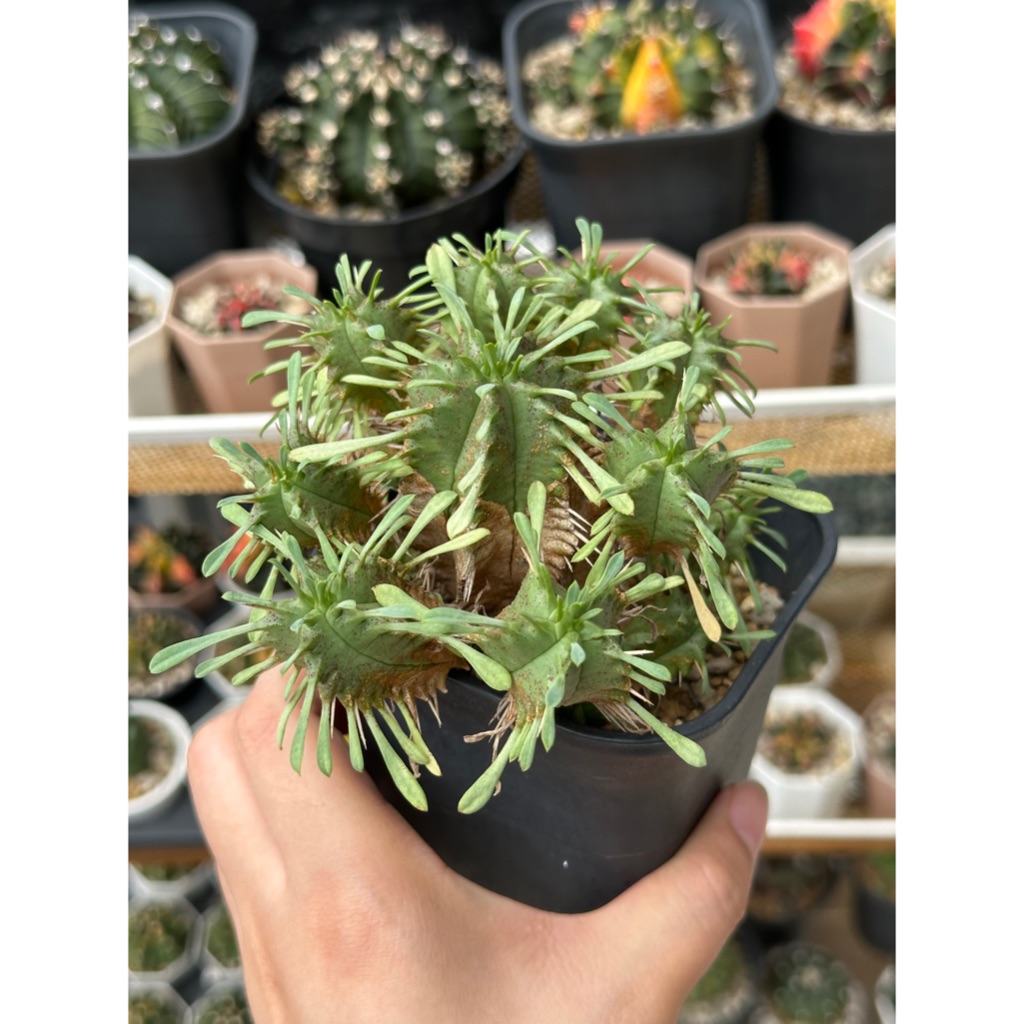 Kaktus Euphorbia Pulvinata