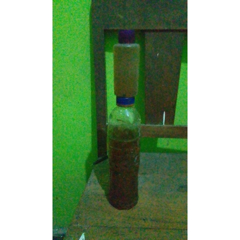 Ketapang isi Channa limbata wc borongan felering