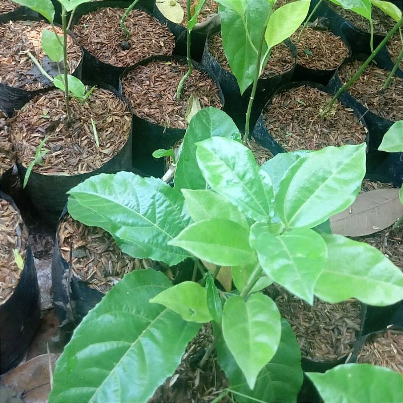 Tanaman Markisa/Bibit Tanaman Markisa Manis