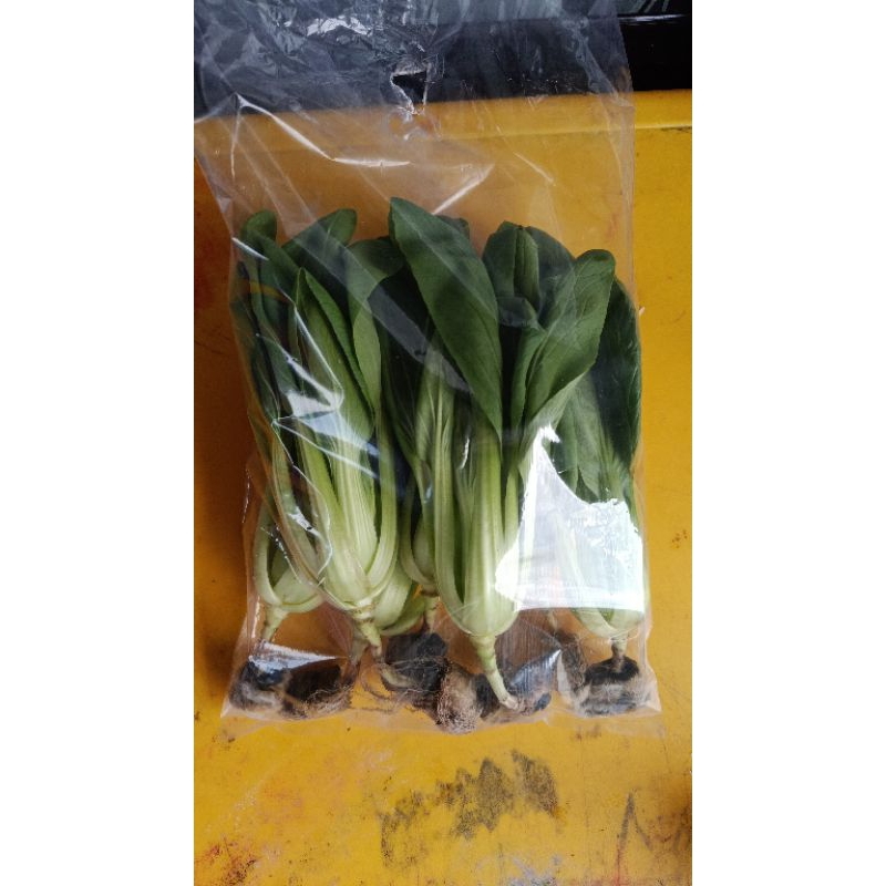 

sayur pokcoy hidroponik
