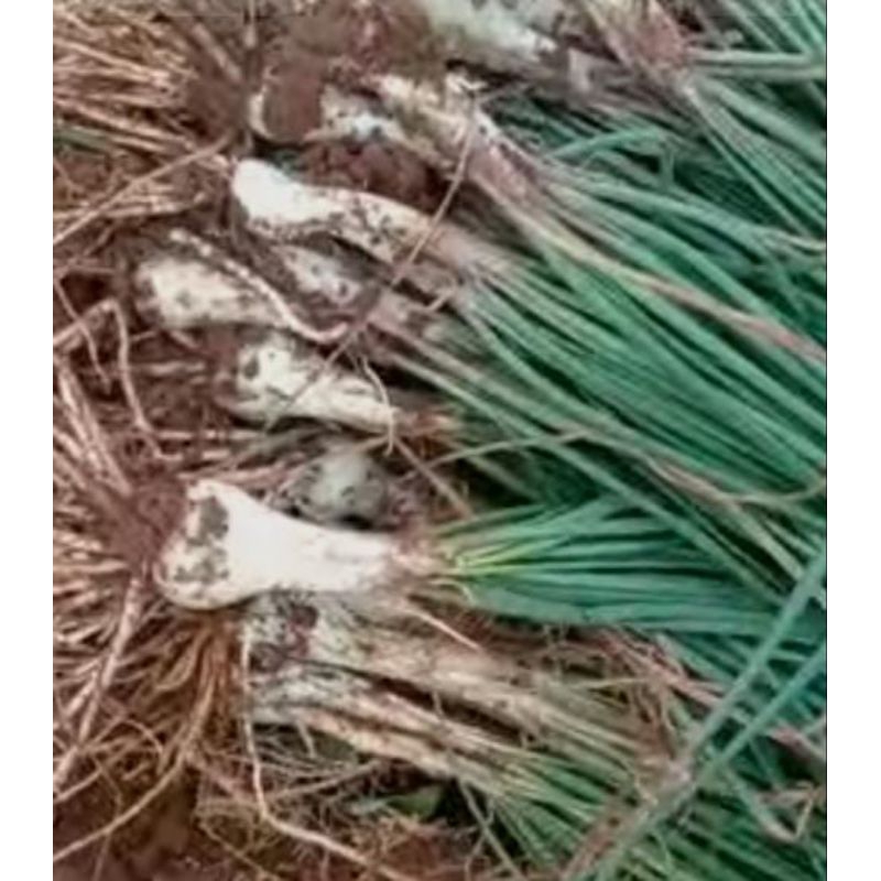 

kucai sayuran di ambil dadakan segar jika di pesen belum di cuci ( 1 kilo)
