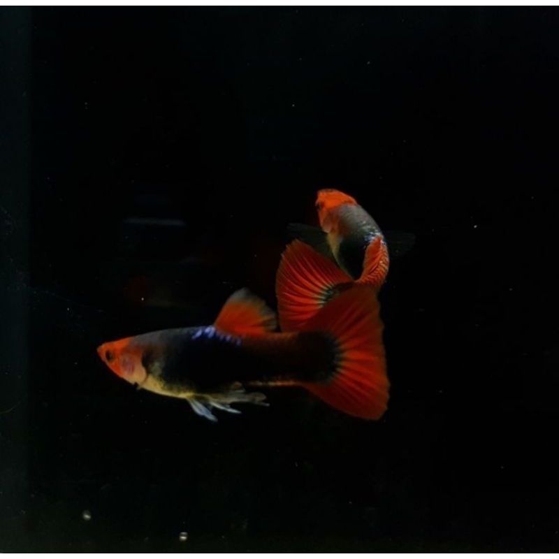 [INSTANT ONLY] Hiasan aquarium Guppy tuxedo koi glass belly