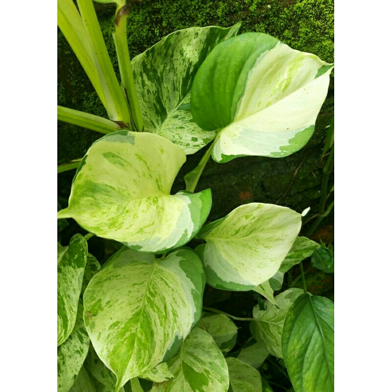 (Ukuran Big/Besar/Jumbo Daun 3-4) Epipremnum Aerum Variegata/Sirih Gading Manjula