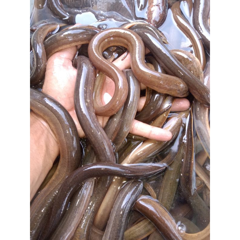 

RB BELUT HIDUP UKURAN JARI 500g isi 8/12EKOR