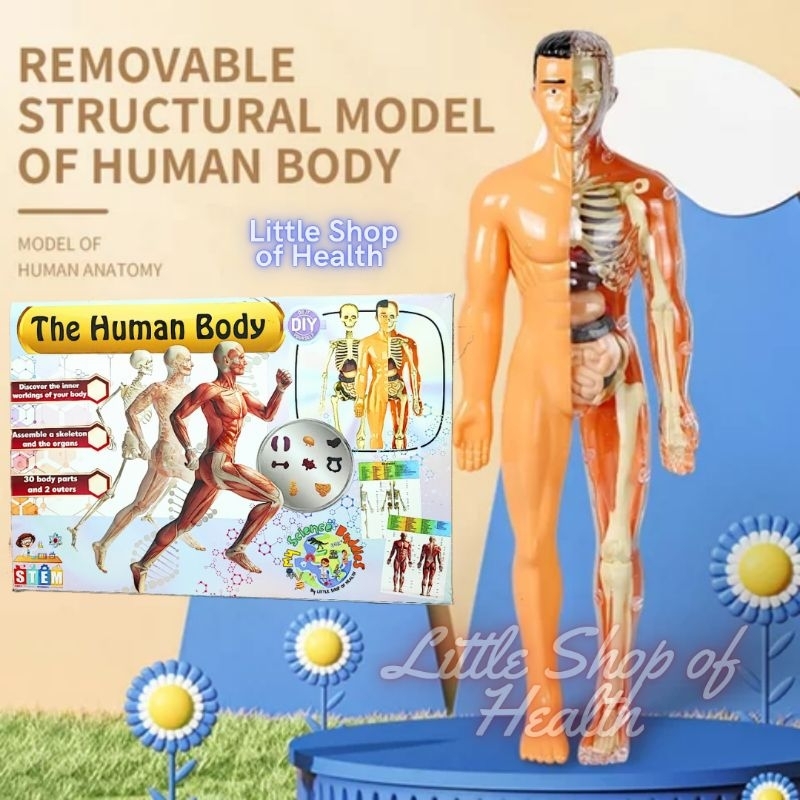 [Whispers] HUMAN BODY ANATOMY MODEL - MAINAN DOKTER - MAINAN TENGKORAK - HUMAN ORGANS - Mainan
