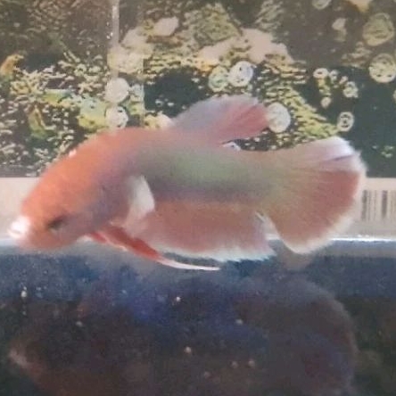 Cupang Plakat Dumbo Green/lavender White butterfly *Instant Makassar*