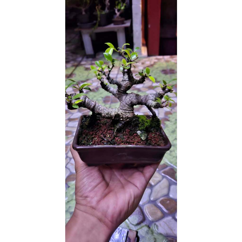 Bonsai kimeng mame siap pajang