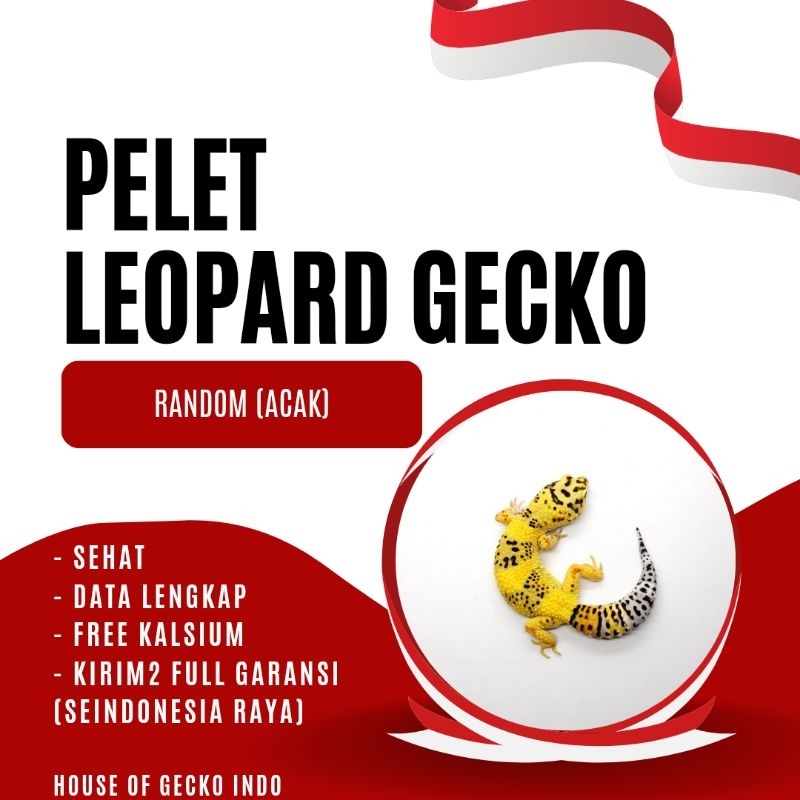 PELET LEOPARD GECKO (FREE KALSIUM) RANDOM SEHAT DAN MULUSS